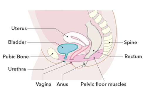 Strong and Stable  Exercise Management for Pelvic Organ Prolapse